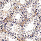 Immunohistochemistry analysis of paraffin-embedded Rat testis using ACE1 Polyclonal Antibody at dilution of 1:300.