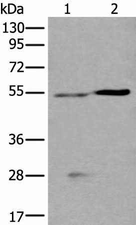 Anti-Human DDC Antibody
