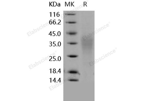 > 90 % as determined by reducing SDS-PAGE.