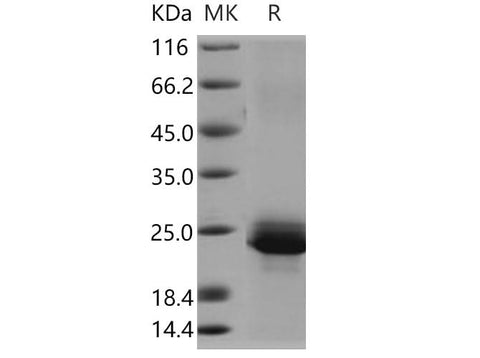 > 95 % as determined by reducing SDS-PAGE.