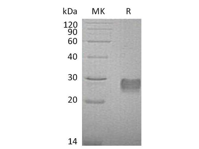 > 95 % as determined by reducing SDS-PAGE.
