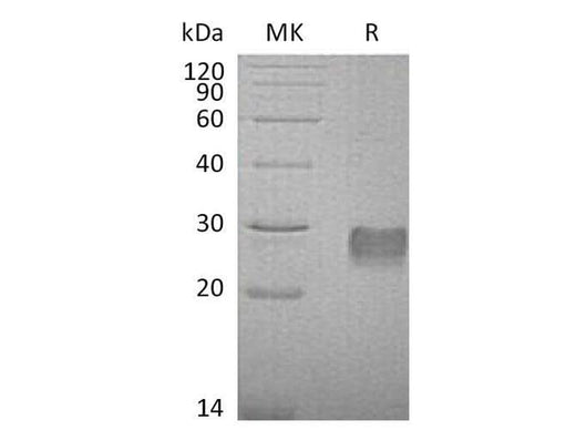 > 95 % as determined by reducing SDS-PAGE.