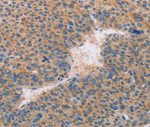 Anti-Human CASP10 Antibody