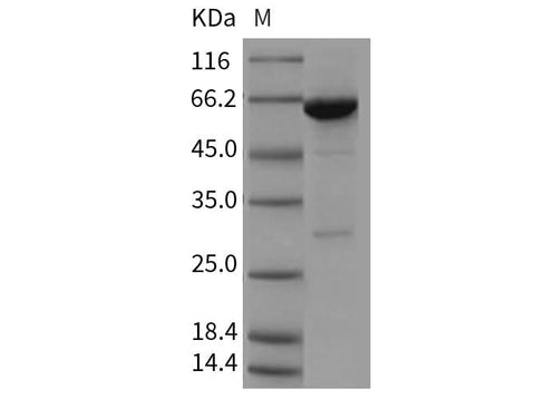 > 85 % as determined by reducing SDS-PAGE.
