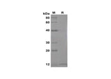 SDS-PAGE analysis of Mouse Ngfb proteins,2 μg/lane of Recombinant Mouse Ngfb proteins,was resolved with SDS-PAGE under reducing conditions,showing bands at 13 kDa.