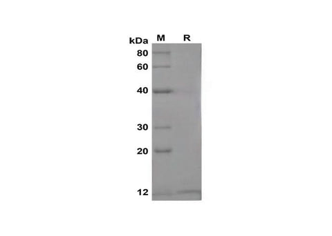 SDS-PAGE analysis of Mouse Ngfb proteins,2 μg/lane of Recombinant Mouse Ngfb proteins,was resolved with SDS-PAGE under reducing conditions,showing bands at 13 kDa.