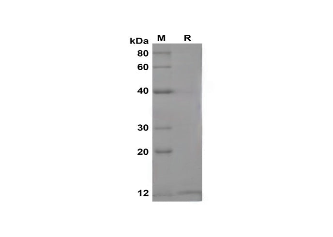 SDS-PAGE analysis of Mouse Ngfb proteins,2 μg/lane of Recombinant Mouse Ngfb proteins,was resolved with SDS-PAGE under reducing conditions,showing bands at 13 kDa.