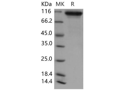 > 97 % as determined by reducing SDS-PAGE.