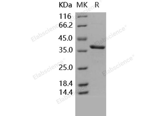 > 94 % as determined by reducing SDS-PAGE.