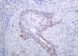 Anti-Human/Mouse/Rat SRSF2 Antibody [B1038]