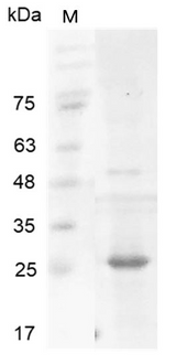  > 95 % as determined by reducing SDS-PAGE.