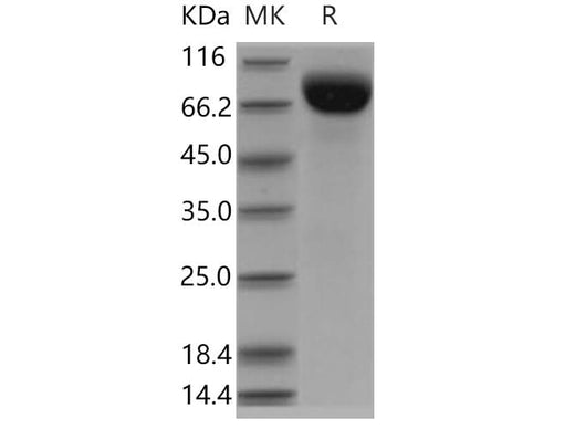 > 95 % as determined by reducing SDS-PAGE.