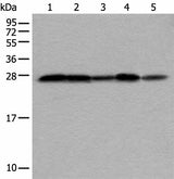 Western blot analysis of HEPG2 Hela Jurkat 231 and HUVEC cell lysates using VTI1A Polyclonal Antibody at dilution of 1:350