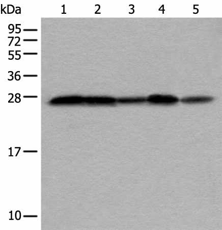 Western blot analysis of HEPG2 Hela Jurkat 231 and HUVEC cell lysates using VTI1A Polyclonal Antibody at dilution of 1:350