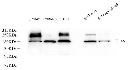 Western Blot analysis of various samples using CD45 Polyclonal Antibody at dilution of 1:1000.