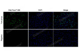 Test: Hela cells were treated with 10 μM EdU for 2 hours. Negative: Hela cells without EdU.