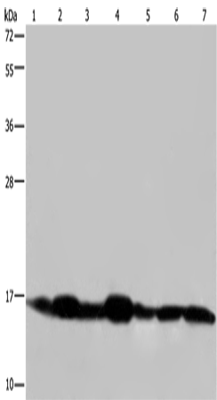 Anti-Human/Mouse NDUFA13 Antibody - ABMIUM