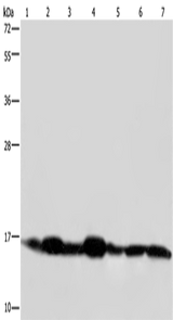 Anti-Human/Mouse NDUFA13 Antibody - ABMIUM