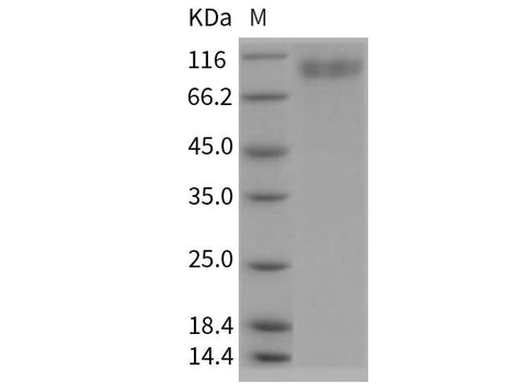 > 90 % as determined by reducing SDS-PAGE.