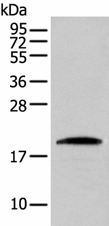 Western blot analysis of HEPG2 cell using CNPY2 Polyclonal Antibody at dilution of 1:300