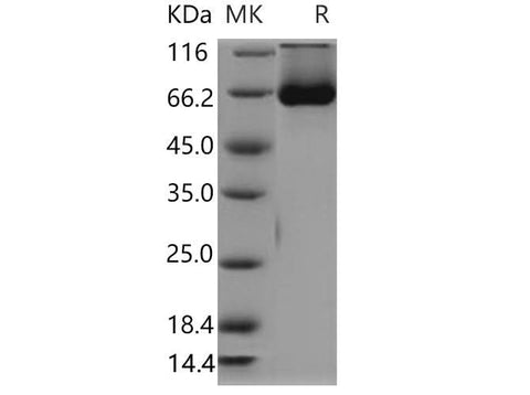 > 90 % as determined by reducing SDS-PAGE.