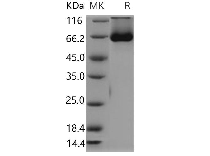 > 90 % as determined by reducing SDS-PAGE.