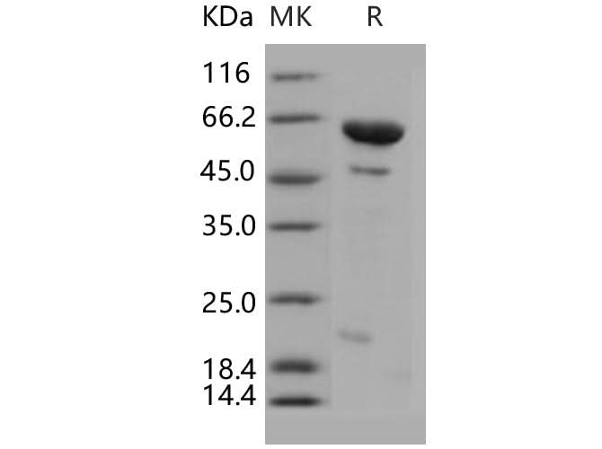 > 88 % as determined by reducing SDS-PAGE.