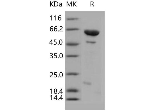 > 88 % as determined by reducing SDS-PAGE.