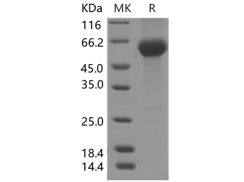 > 90 % as determined by reducing SDS-PAGE.