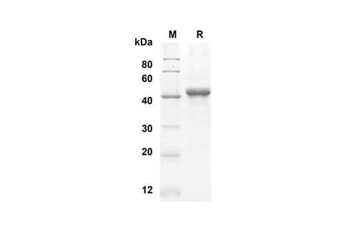 SDS-PAGE analysis of Human sCD40L proteins, 2 μg/lane of Recombinant Human sCD40L proteins was resolved with an SDS-PAGE under reducing conditions, showing bands at 41.2 kDa.