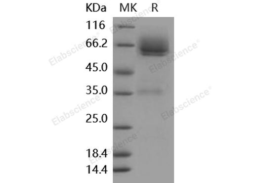 > 85 % as determined by reducing SDS-PAGE.