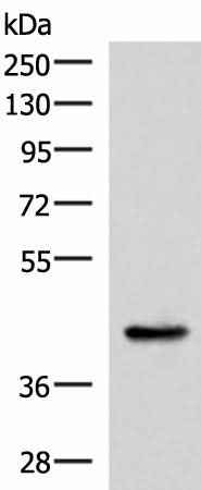 Anti-Human/Mouse/Rat HPN Antibody