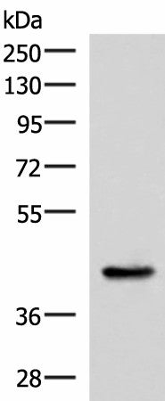 Western blot analysis of Mouse liver tissue lysate using HPN Polyclonal Antibody at dilution of 1:550