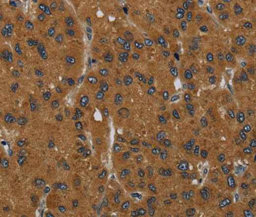 Anti-Human/Mouse MIER2 Antibody