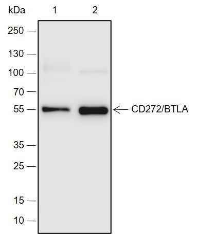 Anti-Human/Mouse CD272/BTLA Antibody [A693]