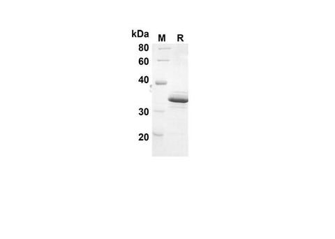 SDS-PAGE analysis of Rat IL7 proteins, 2 μg/lane of Recombinant Rat IL7 proteins was resolved with an SDS-PAGE under reducing conditions, showing bands at 34.1 kDa.