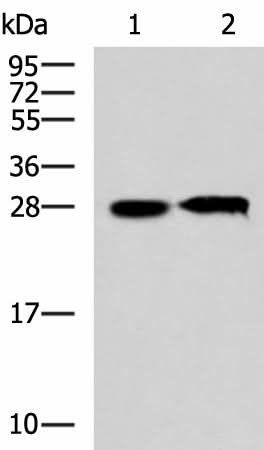 Western blot analysis of 293T cell lysates using CCDC134 Polyclonal Antibody at dilution of 1:800