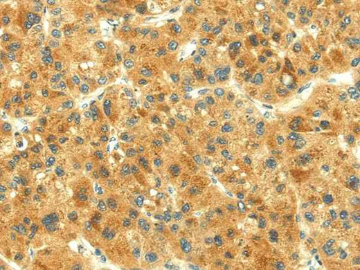 Anti-Human THAP3 Antibody