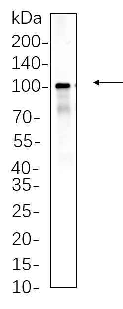 Anti-Human/Mouse/Rat Endoplasmin Antibody [B622] - ABMIUM