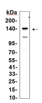 Anti-Human MYPT1 Antibody [B1117] - ABMIUM