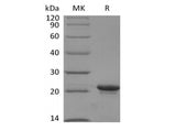 Recombinant Human KRAS4B(G12V, N-6His) - ABMIUM