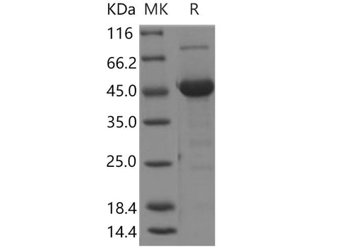 > 95 % as determined by reducing SDS-PAGE.