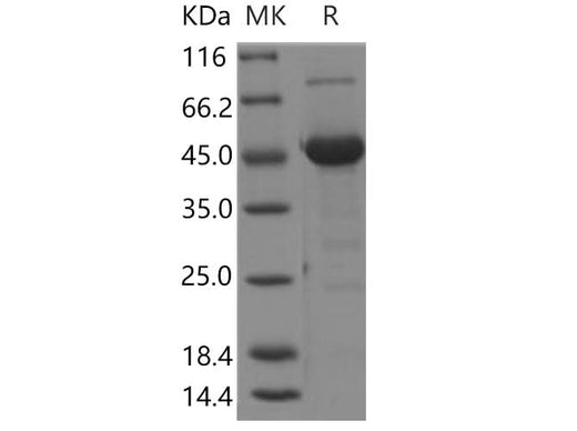> 95 % as determined by reducing SDS-PAGE.