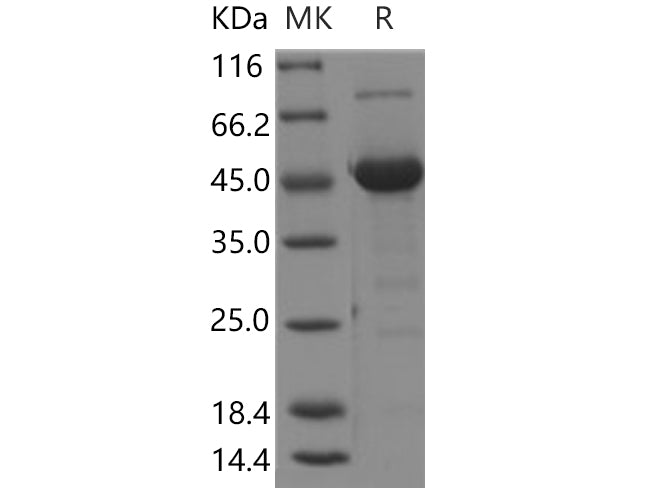 > 95 % as determined by reducing SDS-PAGE.