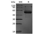 > 90 % as determined by reducing SDS-PAGE.