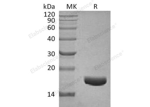 > 95 % as determined by reducing SDS-PAGE.