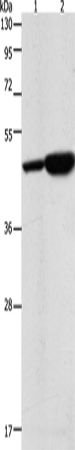 Anti-Human/Mouse/Rat ENO2 Antibody - ABMIUM