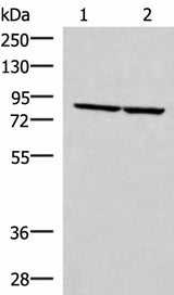 Western blot analysis of PC3 and NIH/3T3 cell lysates using ABLIM3 Polyclonal Antibody at dilution of 1:400