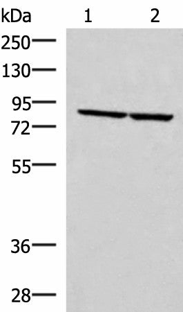 Western blot analysis of PC3 and NIH/3T3 cell lysates using ABLIM3 Polyclonal Antibody at dilution of 1:400