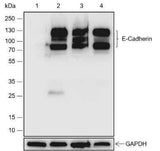 Anti-Human/Rat/Mouse E-Cadherin Antibody [A409]